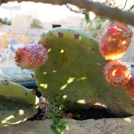Prickly Pear Holiday No.1 Holiday home San Lawrenz