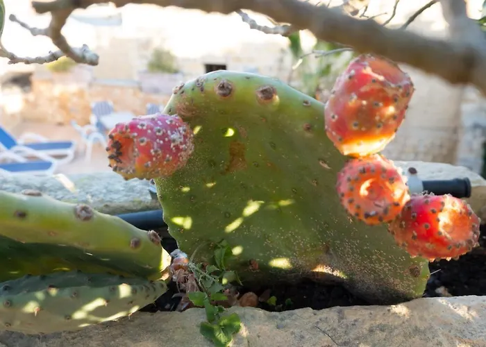 Prickly Pear Holiday No.1 Σπίτι διακοπών San Lawrenz